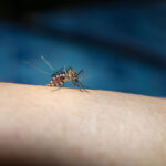Florida Regulators Approve Genetically Modified Mosquitoes to Fight Tropical Diseases
