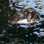 Report Examines Marine Mammal Predation on Endangered Salmon in Washington sea lion eating salmon