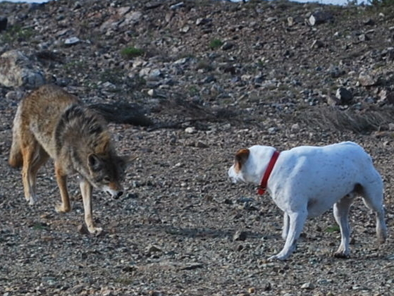 coyotes attacking dogs