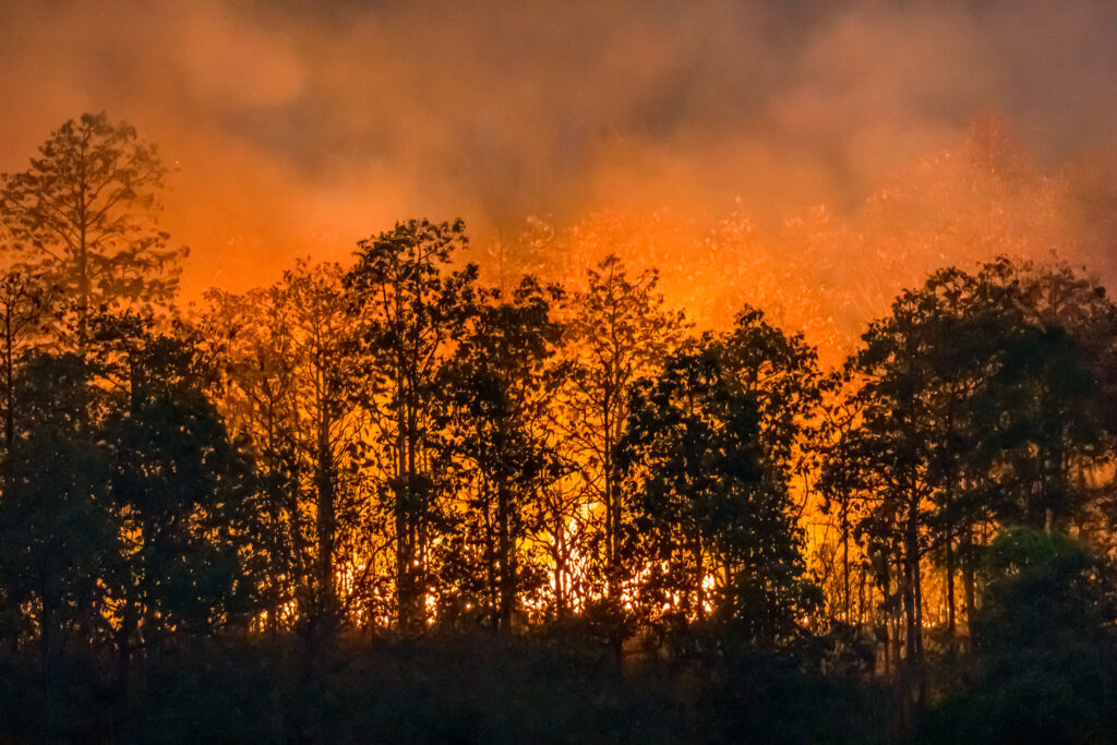 California forest fire