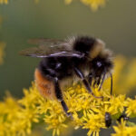 California Court Rules State Endangered Species Act Doesn’t Cover Insects