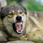 U.S. Fish and Wildlife Service Removes Gray Wolves from Endangered Species List