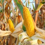 Scientists in Singapore Genetically Engineer Crops to Produce More Vegetable Oil genetically modified