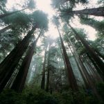 Firm Plants Bioengineered Trees That Remove More Atmospheric Carbon Dioxide genetically modified trees