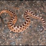 Biden Administration Proposes Rescinding Trump-Era Endangered Species Reforms