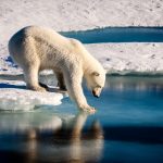 The Morality of Protecting Endangered Species A beautiful polar bear is carefully touching the sea surface in order to cross a melt pond in the high Arctic Ocean, which is strongly influenced by climate change.