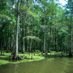 North Dakota Judge Blocks Controversial Water Rule wetland