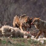 Federal Court in California Places Some Gray Wolves Back on Federal Endangered Species List wolves livestock