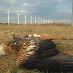 The Push for ‘Net Zero’ Isn’t Clean or Green Wind not green