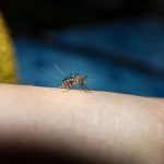 EPA Approves Release of Genetically Modified Mosquitos Mosquito