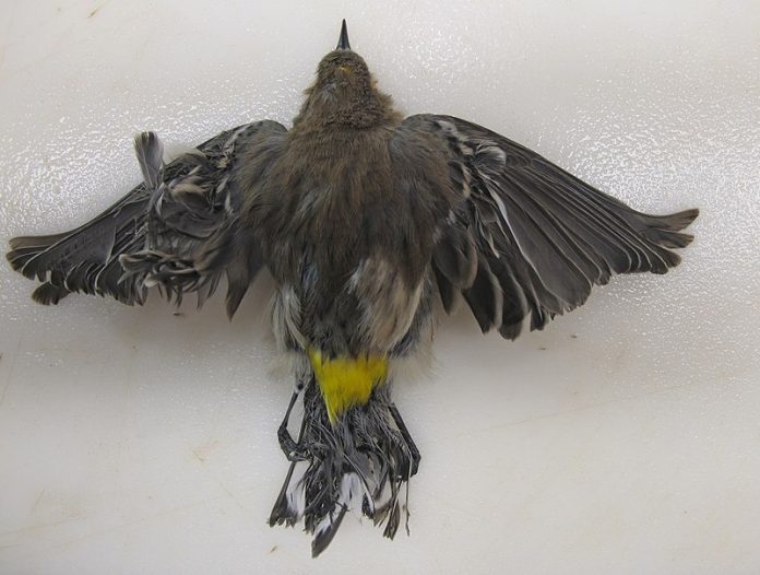 solar bird death