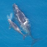 NOAA Permits Wind Energy Operators to Harass and Kill Whales Right Whales