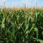 Opinion: Navigating the Ma(i)ze of Mexico’s GM Corn Ban GMO corn