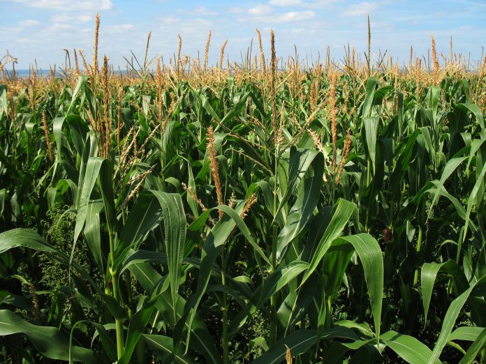 corn biofuels net harm