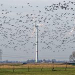Commentary: Green Fascists Are Destroying the World wind bird deaths
