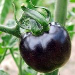 Genetically Modified Purple Tomato Approved GMO purple tomato