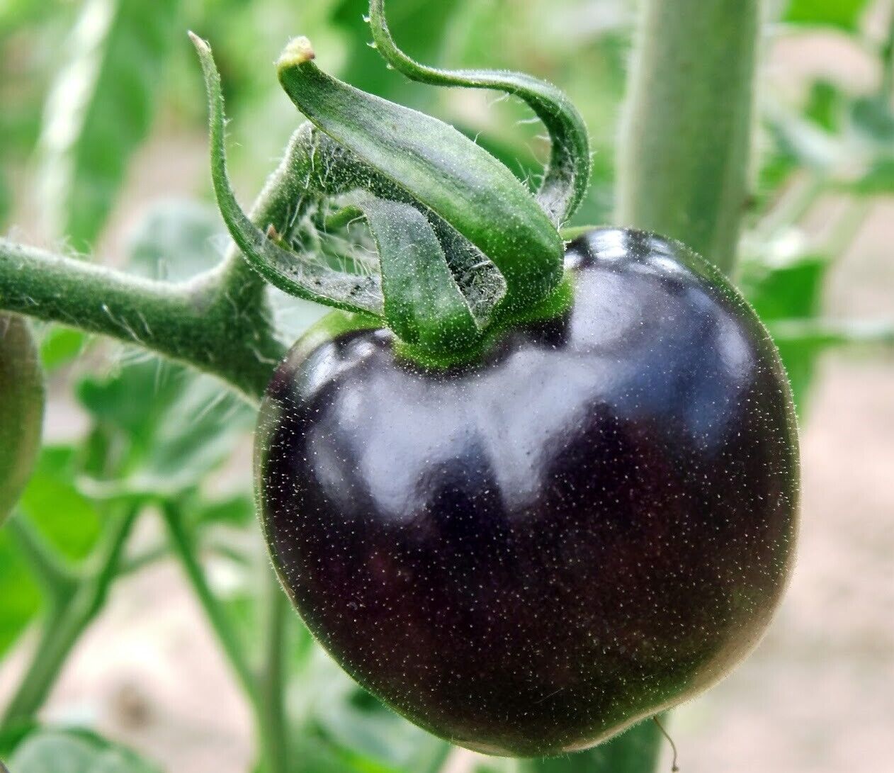 GMO purple tomato