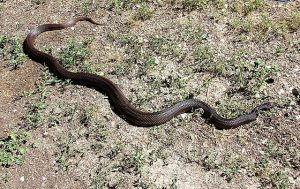Black pine snake