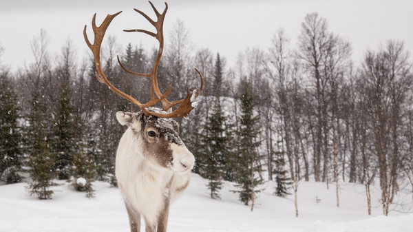 reindeer-snow