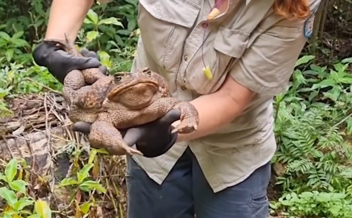 record breaking cane toad found in Australia