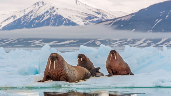 walruses on ice floe