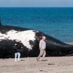 Groups Request Access to Whale Protection Plan for Virginia Offshore Wind Project right whale death