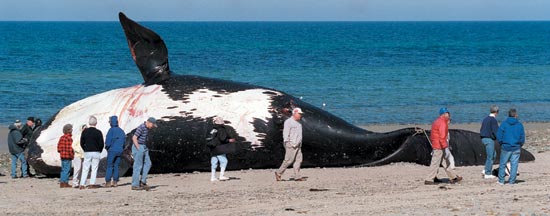 right whale death