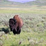 Senate Votes to Repeal Biden Endangered Species Act Expansion