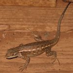 Biden Administration’s Possible Endangered Listing Threatens Oil and Gas Production dunes sagebrush lizard