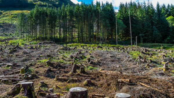 scotland clear cutting trees