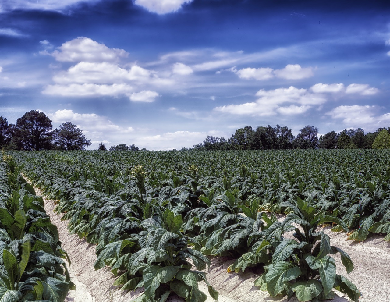 tobacco crops in North Carolina