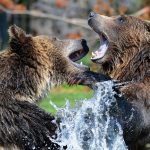 Bill Would Stop Federal Plan to Reintroduce Grizzly Bears into Washington