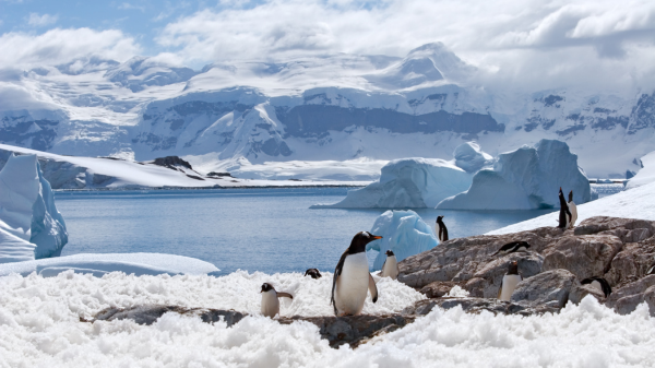 CCW penguins antarctica