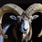 Montana Man Planned to Create 300-pound Hybrid Sheep for Hunting