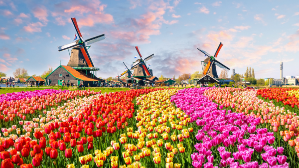 the netherlands tulips