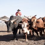 Robert Genetski: Reports Point to Weaker Economy Bulls running