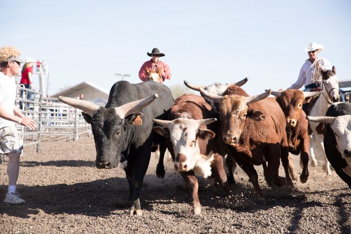 Bulls running