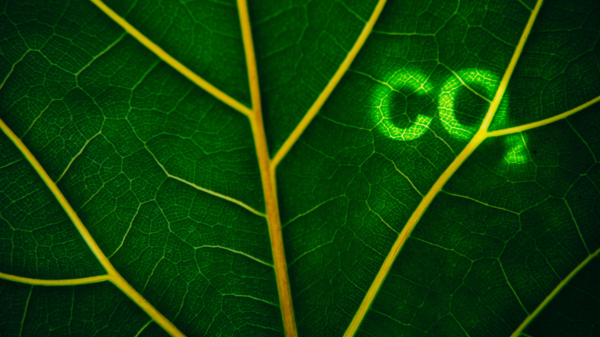  carbon dioxide leaf