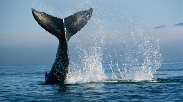 whales wind power