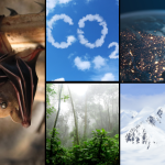 Climate Change Weekly #514: 🦇 Evidence Mounts that Green Tech Is Wiping Out Species 🐦