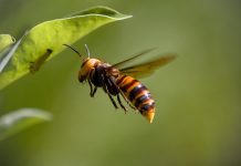 Are Northern Giant Hornets Bugging out of Washington State?