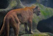 Report says big cat hunting ban could cost CPW, hunting industry over $65 million big cat